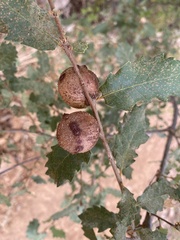 Andricus quercustozae