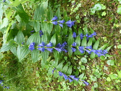 Gentiana asclepiadea