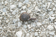 Webbhelix multilineata