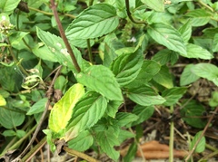 Mentha aquatica