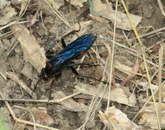 Poecilopompilus algidus
