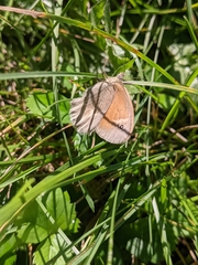 Coenonympha california