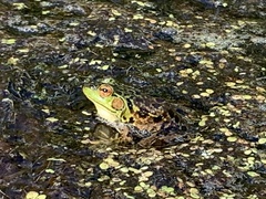 Lithobates septentrionalis