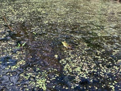Lithobates septentrionalis