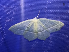 Campaea margaritaria
