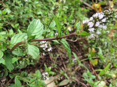 Mentha aquatica