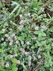 Mentha aquatica