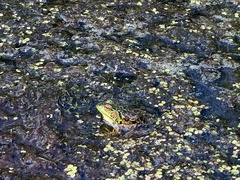 Lithobates septentrionalis