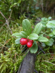 Vaccinium vitis-idaea