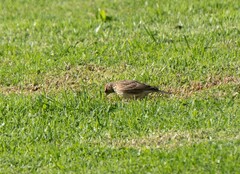 Alauda arvensis arvensis