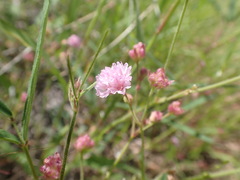 Boerhavia purpurascens