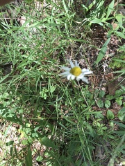 Leucanthemum vulgare