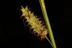 Carex joorii