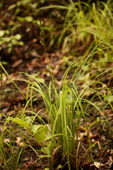 Carex joorii