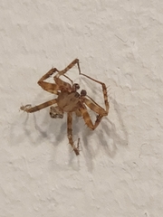 Araneae