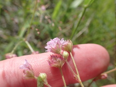 Boerhavia purpurascens