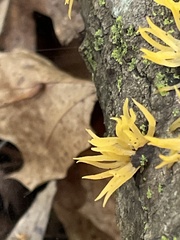 Calocera