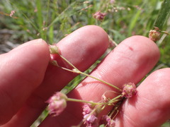 Boerhavia purpurascens