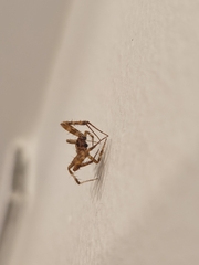 Araneae