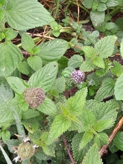 Mentha aquatica
