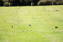 Alauda arvensis arvensis