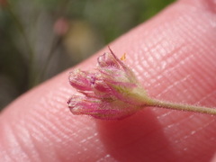 Boerhavia purpurascens
