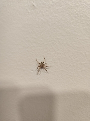 Araneae