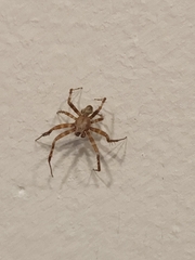 Araneae
