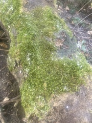 Homalothecium sericeum