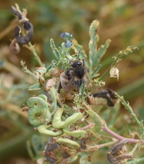 Bombus pascuorum