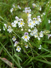 Euphrasia