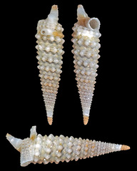 Mastoniaeforis lifuana