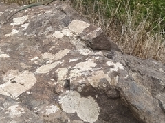 Teira dugesii dugesii