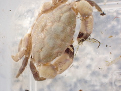 Xantho hydrophilus