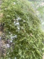 Homalothecium sericeum