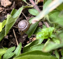 Polygyra cereolus