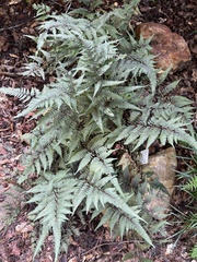 Athyrium niponicum