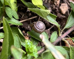 Polygyra cereolus
