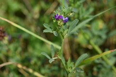 Medicago