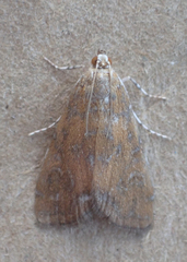 Elophila gyralis