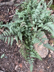 Athyrium niponicum