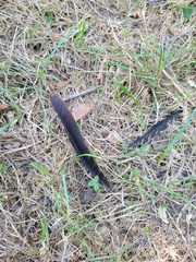 Corvus brachyrhynchos