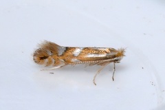Phyllonorycter