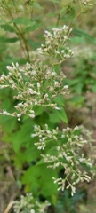 Eupatorium godfreyanum