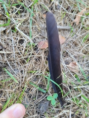 Corvus brachyrhynchos