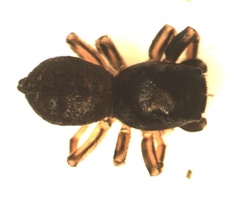 Heliophanus auratus