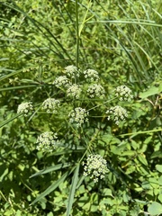 Cicuta maculata