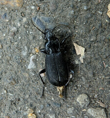 Pterostichus niger