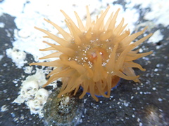 Actinia equina