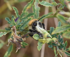 Bombus pascuorum